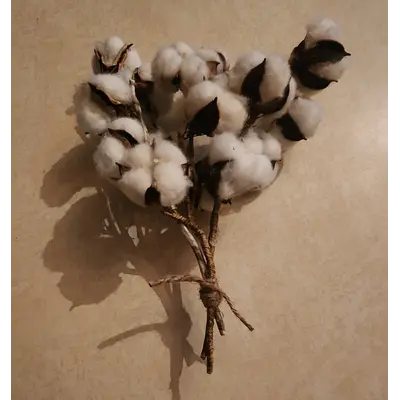 Bunch of cotton stems