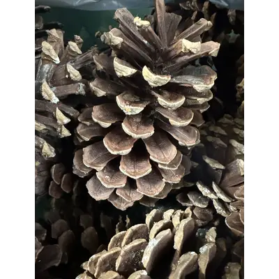 Large Pinecone